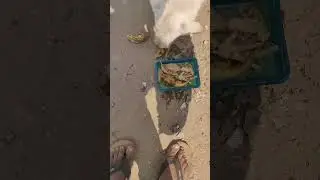 feeding Street dogs! feeding Street dogs India! feeding street puppies! feeding Street animals #dogs