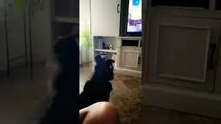 Dakota's favorite show 🤩💓 Subscribe & like 🙏 #tiktok #cute #shorts #viral  #strangerthings #dog