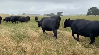 GS & MY Sutherland 160x Angus Frisian PTIC Heifers- Camperdown 8/1/2021