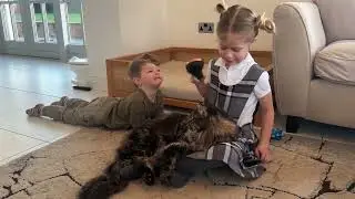 Quelle est la meilleure race de chat pour les enfants&nbsp;? | Que choisir&nbsp;?