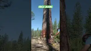 Jacking timber