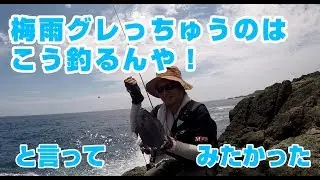 磯のフカセ釣り「梅雨グレっちゅうのは、こう釣るんや」と言いたかった。
