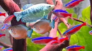 Can Gouramis and Cardinal tetra live together can Gourami fish and Cardinal tetras share a fish tank