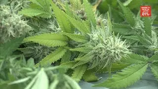 Japan's cannabis related arrests hit record high in 2019
