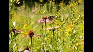 You Won&rsquo;t Believe How This Meadow Looks After Two Summers!