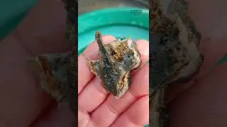 Получаем удачу с металлоискателем GOLD #shorts