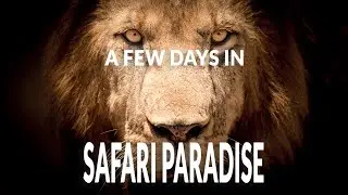 A few days in safari paradise: Kenya wildlife photography safari