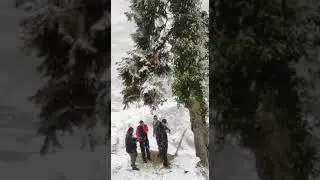Snowfall moment  Fresh snowfall in Chamba jot road Himachal pradesh #dhalousievalley