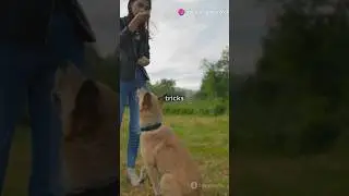 5 Unusual Pet Tricks You Can Teach