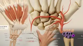 Human skeleton (Hand bones and its fractures ) CARPALS ,Metacarpals ,Phalanges #neet #biology #3d 