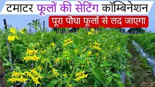 टमाटर में फूलों की संख्या कैसे बढ़ाएं | Tamatar fhool Setting🌱टमाटर फूलों की सेटिंग के लिए क्या डाले