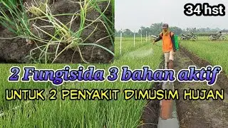 Pengendalian trotol dan moler pada tanaman bawang merah