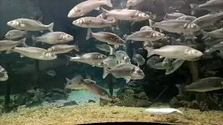 ANGELSEY | Angelsey Sea Zoo