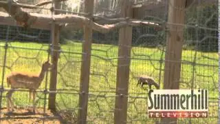 Sweet Meadow Farm- TV Show Special