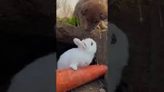 cute animals company