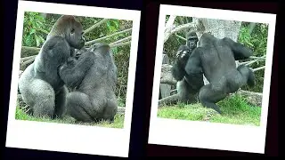 ▶️ GORILLAS GET CLOSE:  Denny and Ekuba 🔵#gorilla #zoo #sandiego #westernlowlandgorilla #california