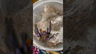 Паук птицеед chilobrachys natanicharum 🕷️🕷️🕷️клетки-основательницы паук 🕷️