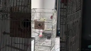 تلقيح الكوكتيل يوم الثاني