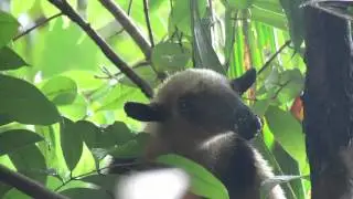 Northern Tamandua close up head - San Lorenzo National Park (Panama)