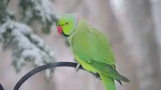Perruches sous la neige