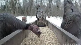 LIVE Deer Cam 🦌 | 24/7 Ontario Forest Trough Camera