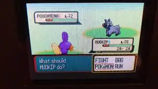 LIVE Shiny Mudkip in Pok&eacute;mon Sapphire!! w/TYxki