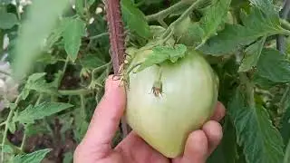 Bio Fleisch Tomaten in meinem Garten.                          Bio Beefsteak Tomatoes of my Garden.