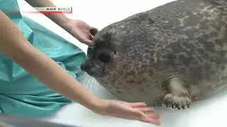 Yuki is a cute Seal (◕&omega;◕✿)