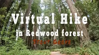 Hiking in Stout Grove of Jedediah Smith Redwoods State Park