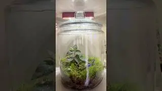 Little terrarium setup #plants #easy #terrarium