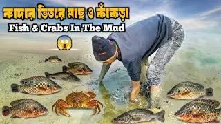 Hidden Crabs and Tilapia, Tengra in Mud Hole | চরম গ্রামীণ কাঁকড়া এবং তেলাপিয়া, টেংরা মাছ ধরা 😲