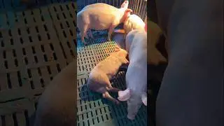 🐷 A Weak Little Piglet Struggles as Siblings Run Around! Farm Life Reality! 👀