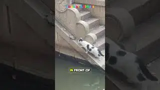The Cat's Prey Is Before Your Eyes #cat #animals #catlover