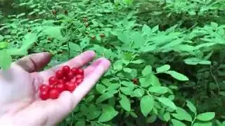 ALASKA LIFE - Wild Huckleberries vs. Wild Blueberries - Taste Test