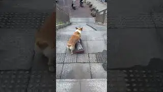 Go~ let&rsquo;s see who can go down the stairs quickly🥳🥳🥳😁#dogskateboard #corgi #pet #cool #cute
