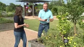 How to Identify & Treat Iron Deficiency in Citrus