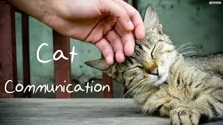 What Do Cats Think About Us?