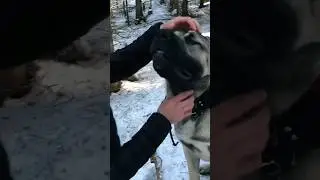 kangal dog vs ala bhai jungali Sher#fight#viral#shortsvideos