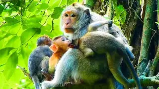 So Amazing! Elsa Monkey Hugs 3 Babies: Jazzy, Brindy & Ellis & Nurse To Give Milk So Sweet & Warmly.