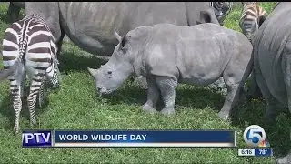 World Wildlife Day