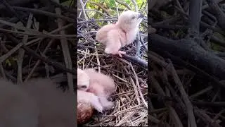 baby eagle on the edge of the nest #trending #viral #shortfeed #babies
