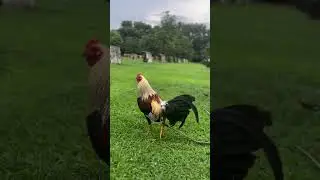 TALISAYIN #talisay #grey #24mgrey #gamefarm #worldgamefowlexpo #farming #sabongpinasfarm
