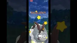 Pokemon dubwool The perfect combination of strategy, skills and powerful#pokemongo #pvp