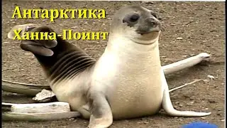 Антарктида. Путешествие на Ханна-Поинт.