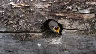 Wildlife Babies of Carburn Park