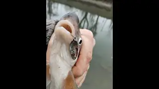 Unlimited Fish? Insane Fishing Session with Nonstop Action 🎣