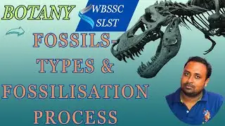 Fossil-types and fossilization process