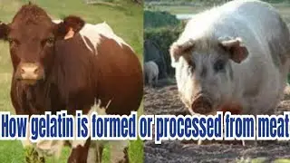 How gelatin is formed from🥩 meat