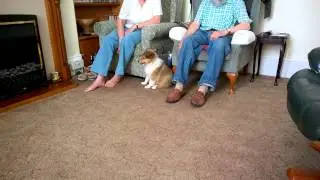 Lexi Rough Collie Puppy in her new Home pt 2