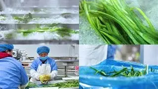 onion celery clean vegetables salad process line